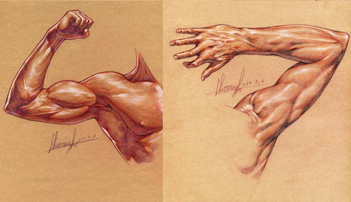 Anatomy Dictionary for Osam's Natural Representation of the Human Body-2.jpg