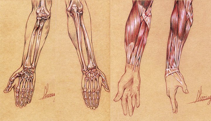 Anatomy Dictionary for Osam's Natural Representation of the Human Body-3.jpg