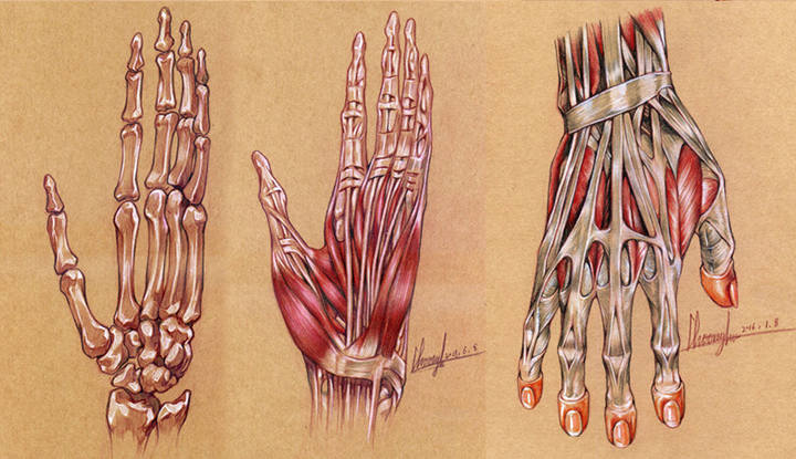 Anatomy Dictionary for Osam's Natural Representation of the Human Body-5.jpg