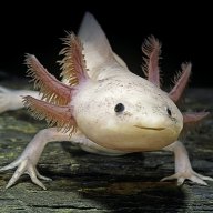 axolotl